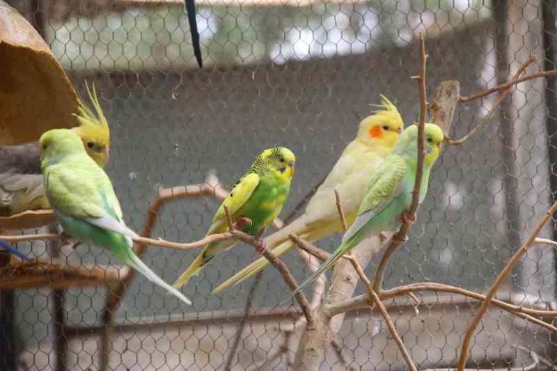 Cute birds minting cash for farmers: Ornamentals