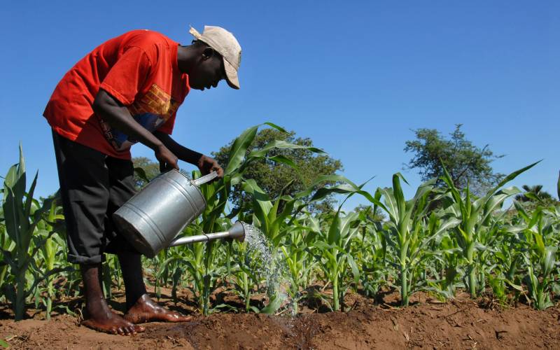 Kunci pertanian cerdas iklim untuk ketahanan pangan