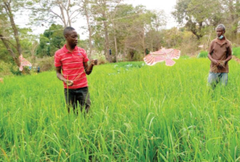 Farmer dreams big with dryland rice production FarmKenya Initiative