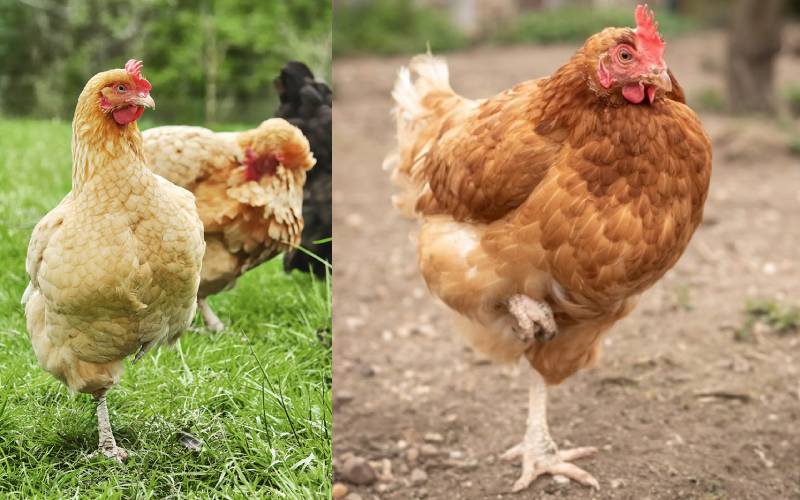 Cara mengatasi masalah kaki pada ayam