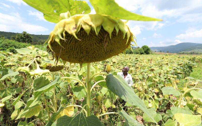 Kenya Seed Company supports sunflower farmers in Meru - The Standard