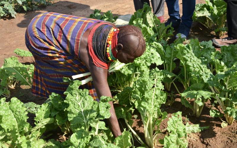 Study: Increased temperatures threatening food security - FarmKenya Initiative - The Standard