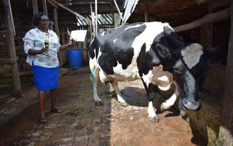 My Super Cow Produces 60 Litres Of Milk Per Day Farmkenya Initiative