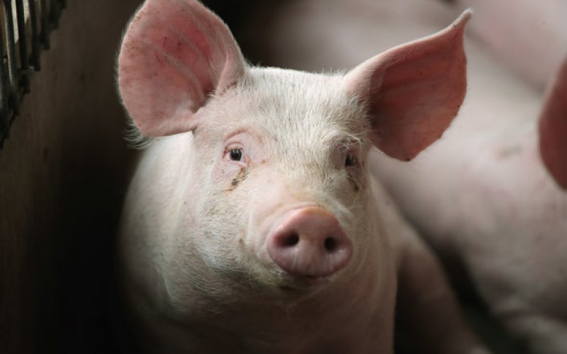 signs-treatment-of-salt-poisoning-in-pigs-farmkenya-initiative