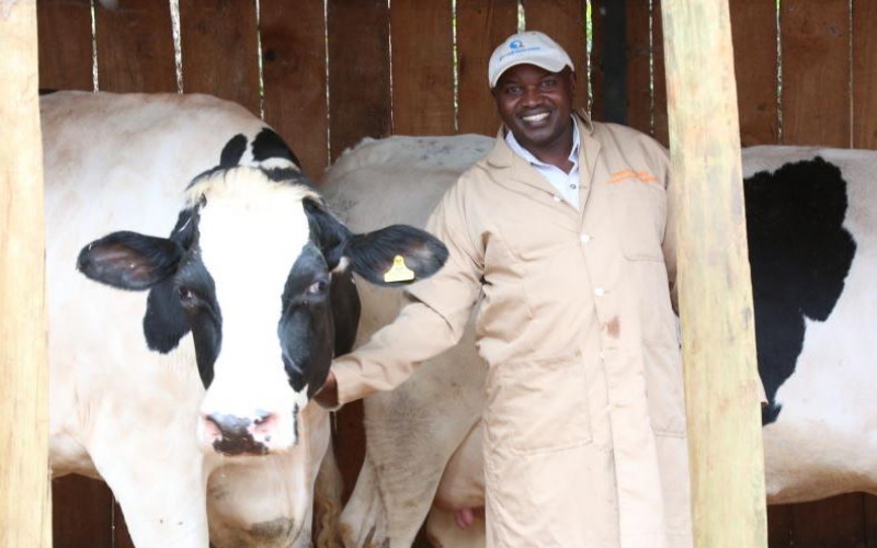What I Feed My Dairy Cows To Get 450 Litres Of Milk Farmkenya Initiative 7533