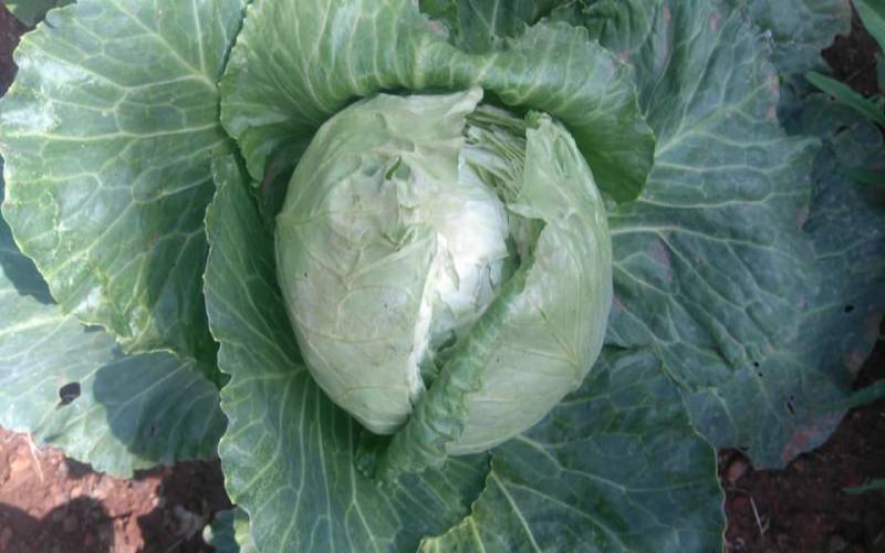 Why cabbages burst before full maturity FarmKenya Initiative