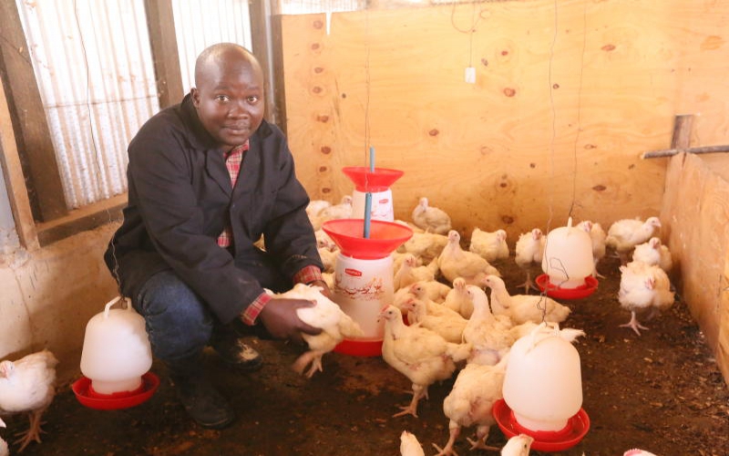 why-i-chose-broiler-over-kienyeji-chicken-farmkenya-initiative