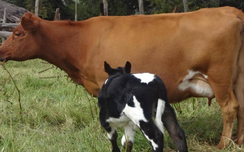 Abortion in cows Causes and how to prevent it FarmKenya Initiative