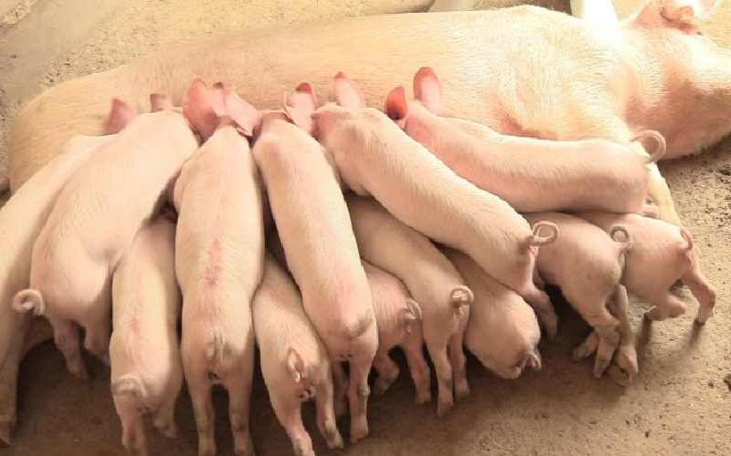 Peternak babi membentuk kelompok untuk menuai keuntungan dari skala ekonomi