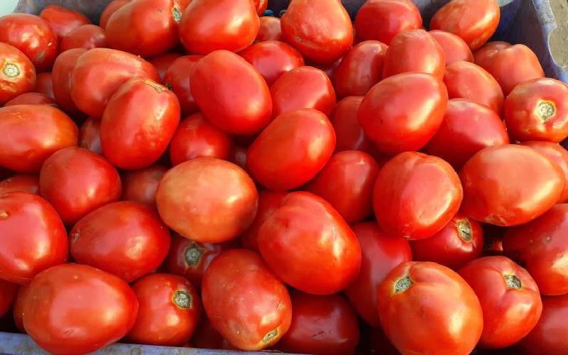 Kalro: Control of tomato diseases on course