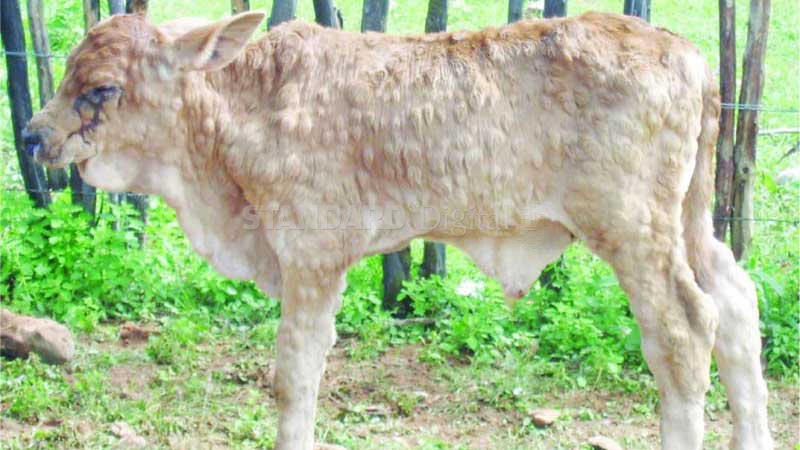 Five Things You Should Know About Lumpy Skin Disease In Cattle