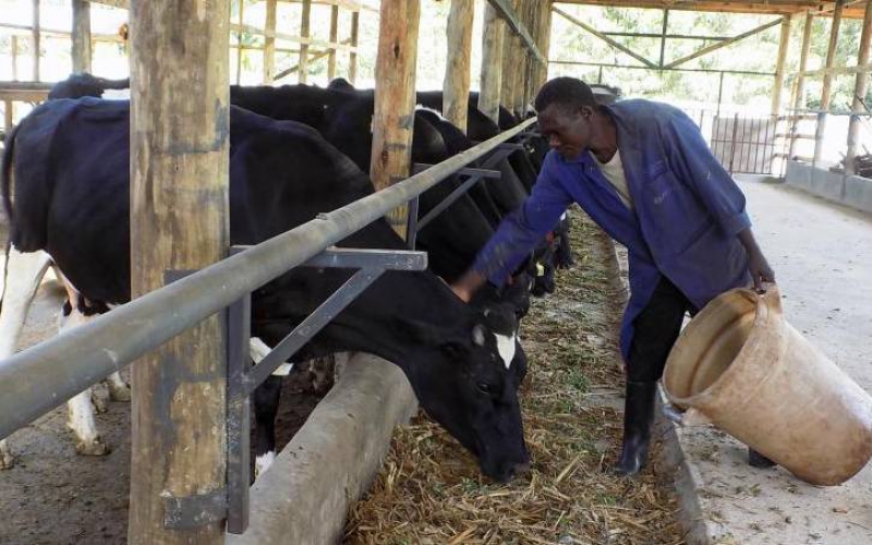 You Can Feed Poultry Litter To Cows But Farmkenya Initiative 1149
