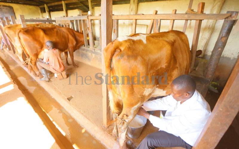 Dairy cow diet in the first 100 days FarmKenya Initiative