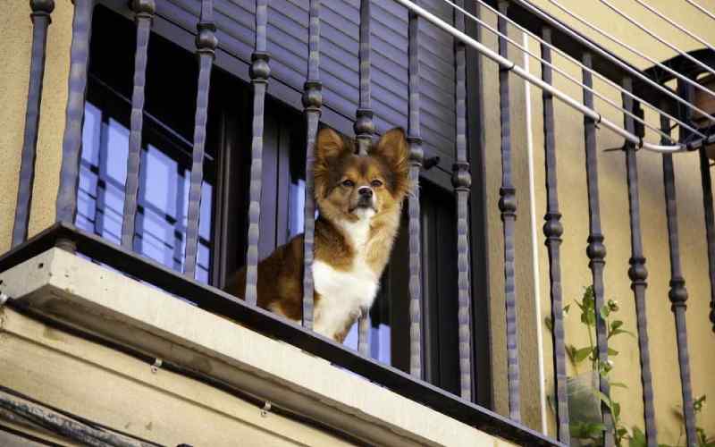 Dog pee on apartment balcony sale