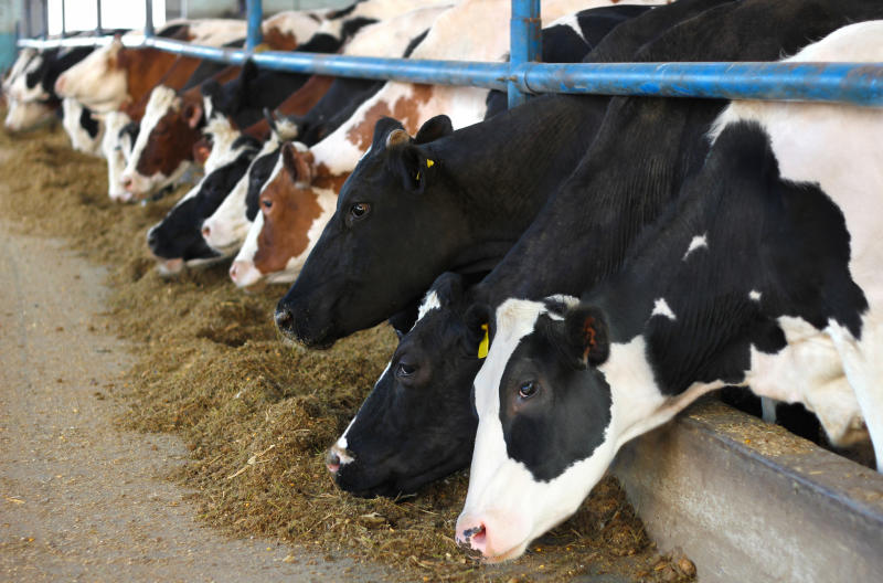 Dairy cattle breeds reared in Kenya - FarmKenya Initiative