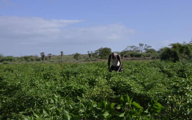 Sekolah lapangan petani menyempurnakan penerapan pertanian cerdas-iklim di Tana Delta