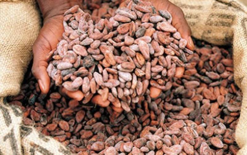 Ivory Coast Cocoa Farmers Say Rains Have Boosted Main Crop Farmkenya Initiative 7980