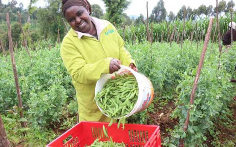 How to farm and harvest a bountiful green peas harvest - FarmKenya Initiative