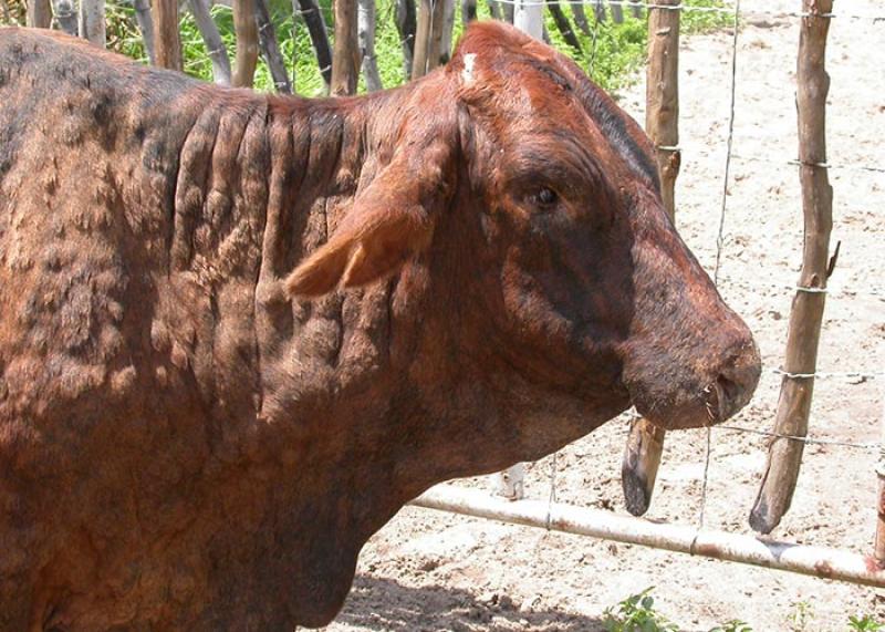 lumpy-skin-disease-in-cattle-farmkenya-initiative