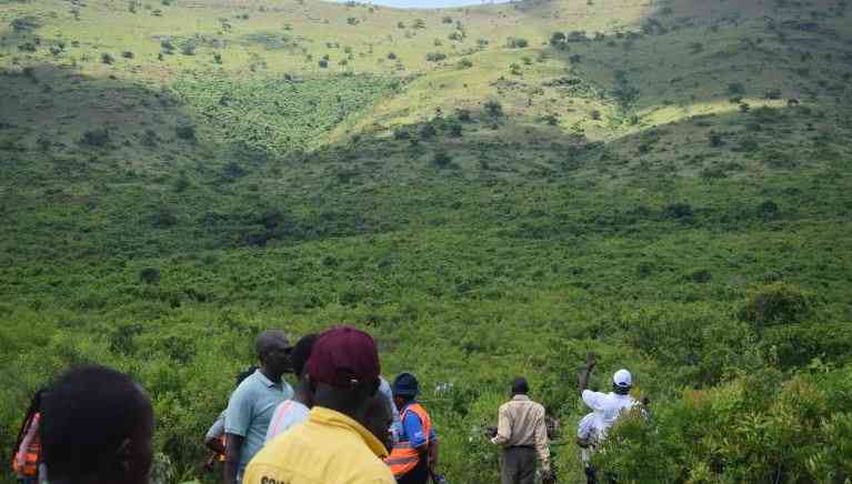 Anger as officers raid Gwassi Hills, destroy 50 acres of weed