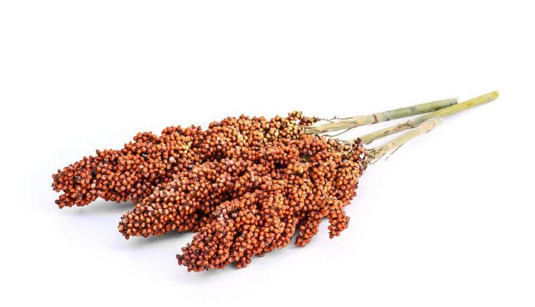 Unexpected uses of sorghum you didn't know about