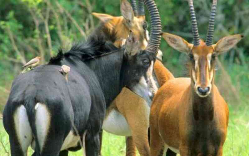 A walk in the wild paradise of the Sable antelope