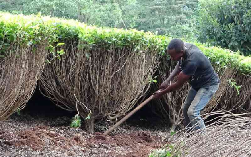 Family feud leads to uprooting of 45-acre tea plantation in Kericho