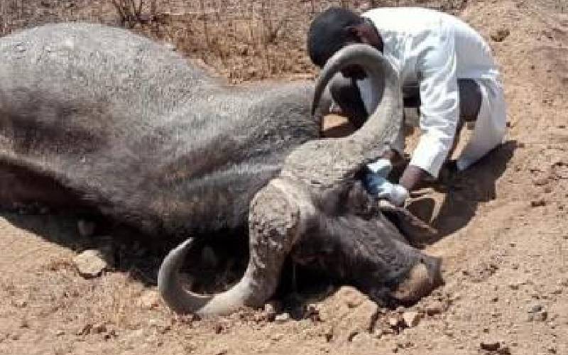 Drought: KWS now dropping hay to feed starving wildlife