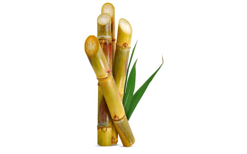 Sugarcane cleans teeth, prevents decay