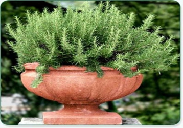 How to grow rosemary herb in a pot