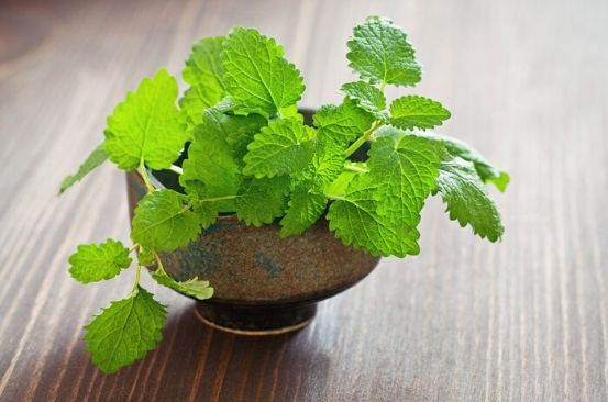 Ingredient of the week: Melissa/Lemon balm herb