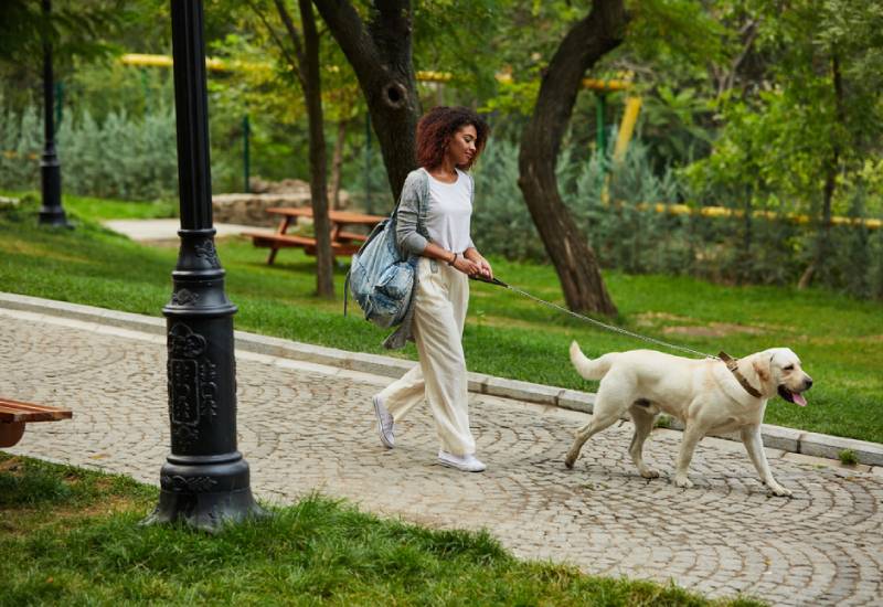 Empat manfaat kesehatan berjalan dengan anjing Anda Wanita Hawa