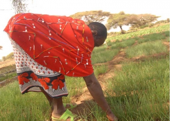Livestock giving way to crop farming in Maasailand