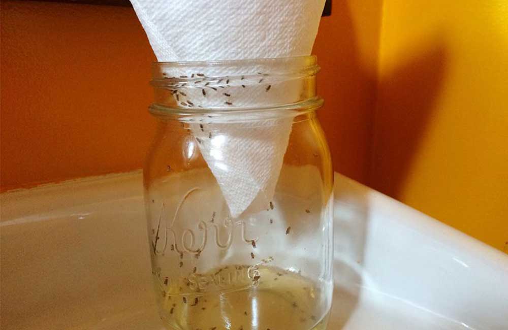 Five easy ways to wipe off fruit flies from your kitchen Eve woman