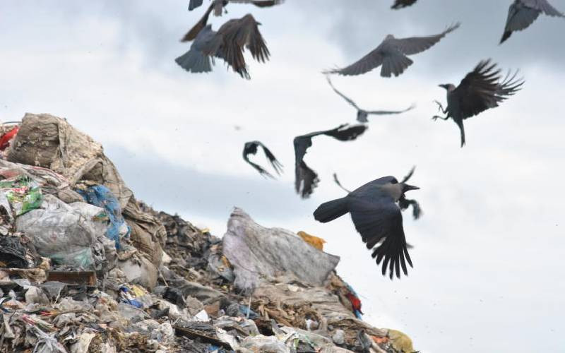 Unwelcome guests: Crows pose big threat to Coast ecosystem