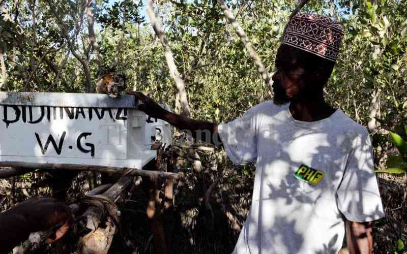 Beekeeping for the good of mangrove trees