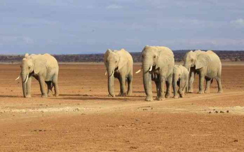 Rain, light and tuskers: A journey into Amboseli's soul