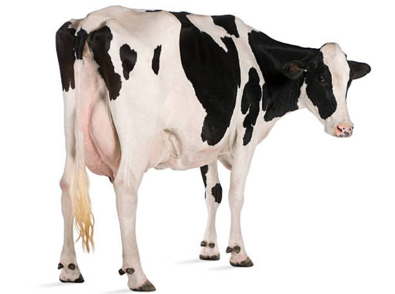 Man in court for stealing neighbour's cow