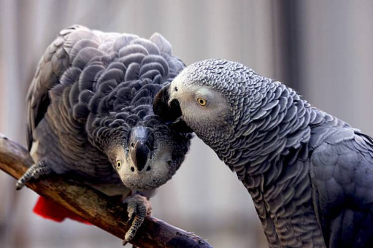 119 Parrots seized from Congolese traffickers released to the wild