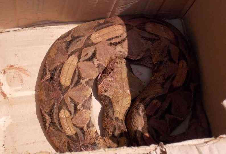 Slither and scam: Two held in Sh1.5m python 'healing'
