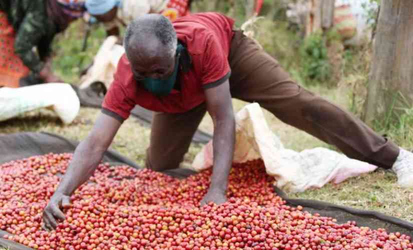 Coffee farmers in Mt Kenya set to receive a windfall