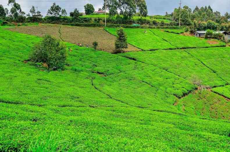 Factories review the green leaf payment following farmers demand