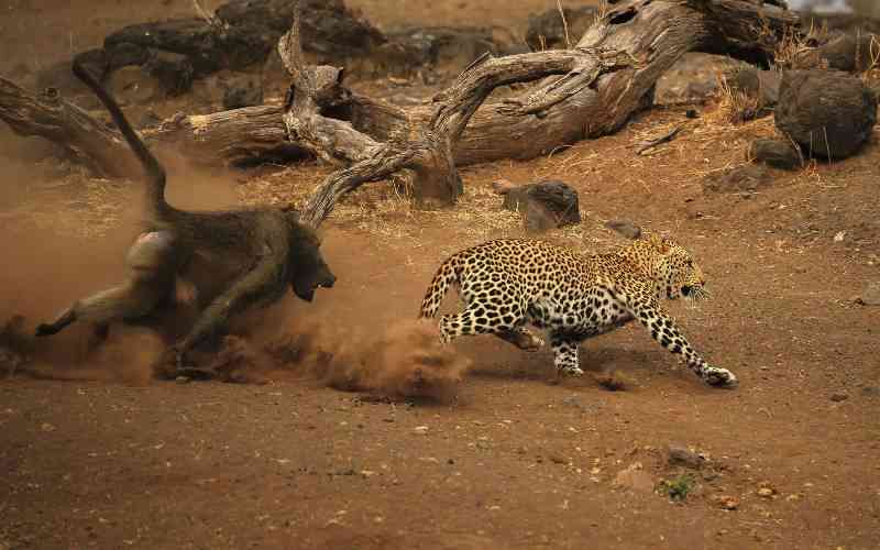 From tense night on trees to a morning showdown: Inside Mara's battle of wits