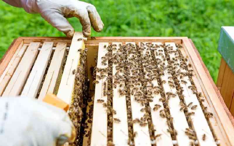 Bee keeping redefines pastoralism in Wajir