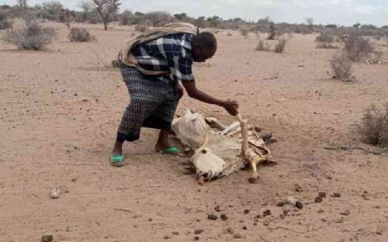 Drought ravaging 20 counties should be a national disaster