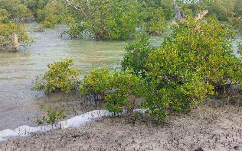 Coastal groups plant mangrove trees to mark world fisheries day
