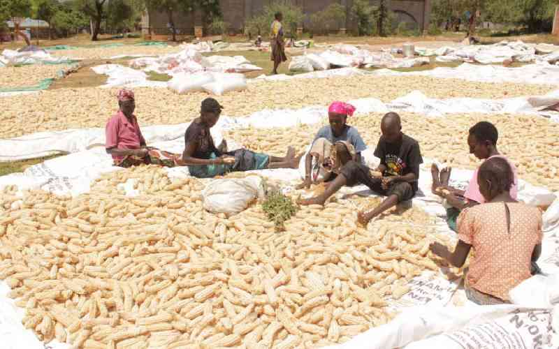 Boon for maize farmers as 90-kg bag fetches Sh5,000