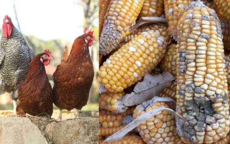 How mycotoxins affect Chicken health