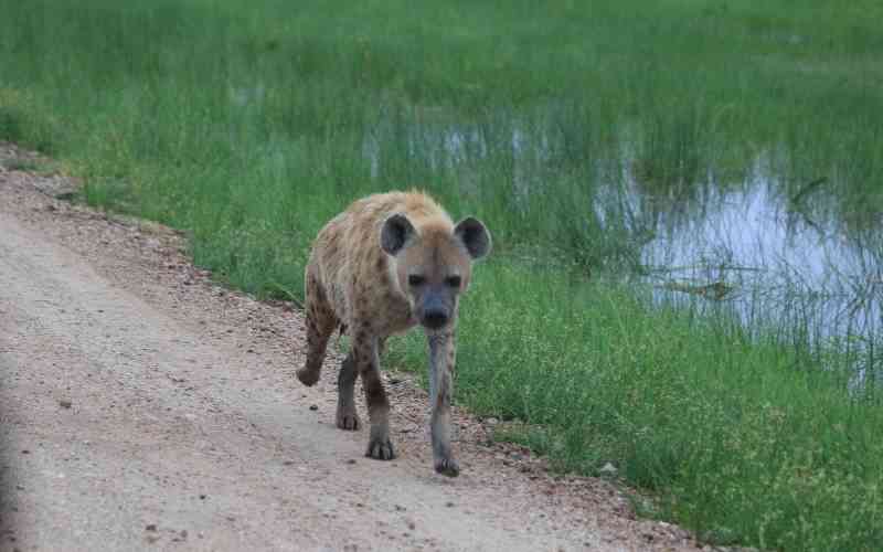 'Don't run, talk to it', KWS advises Kenyans in case of a hyena attack