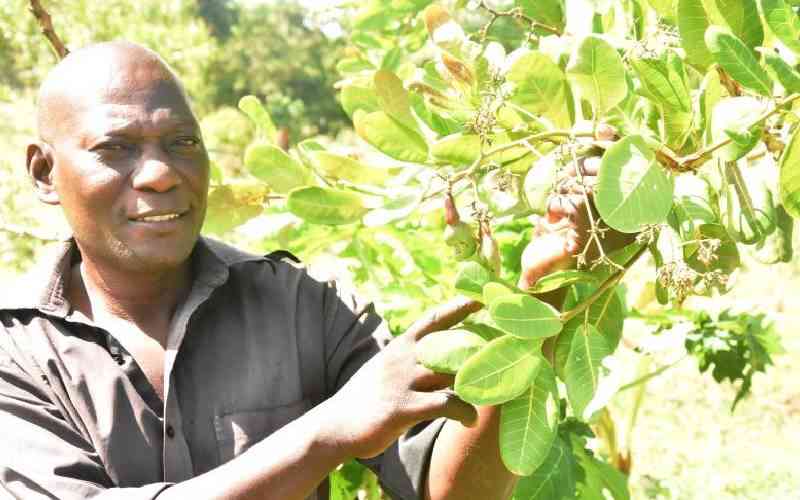 Inside government plan to revive nuts, oil crops